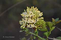 Ixora arborea